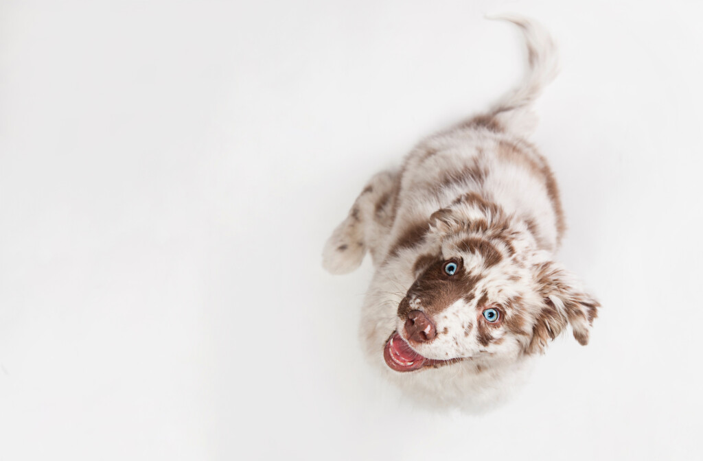 Hundetraining in München